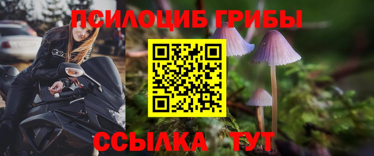 Псилоцибиновые грибы Psilocybine cubensis Королёв